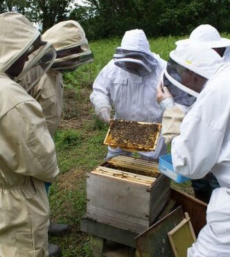 Beekeepers at looking at apiary